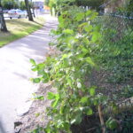 dsc 5853